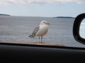 maine-2010-007