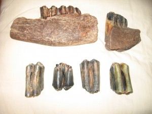 Buffalo Teeth